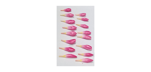 Ganneru / Oleander  flowers